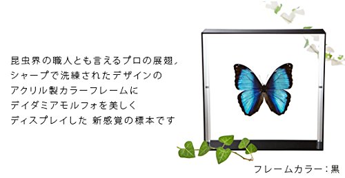 Morpho deidamia 蝶標本 木製フレーム付き Amazon.co.jp: 蝶の標本 デイダミアモルフォ Morpho deidamia モルフォ